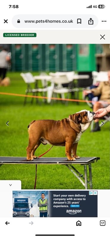 Muti champion rosebull his royal highness mystyle puppies for sale in Cardiff / Caerdydd, South Glamorgan | Image 2