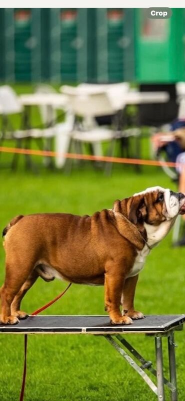 Muti champion rosebull his royal highness mystyle puppies for sale in Cardiff / Caerdydd, South Glamorgan | Image 3
