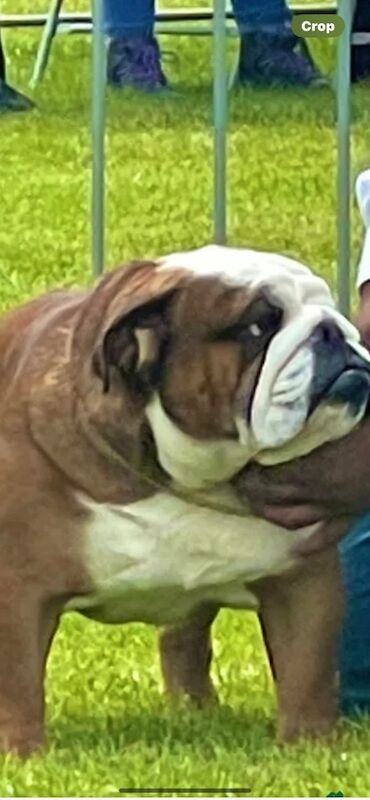 Muti champion rosebull his royal highness mystyle puppies for sale in Cardiff / Caerdydd, South Glamorgan | Image 4