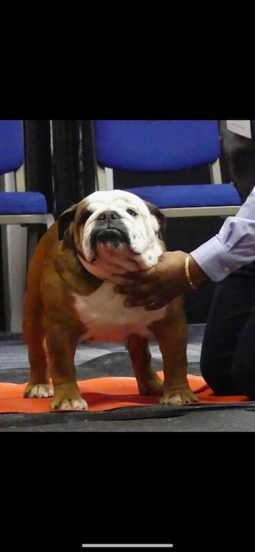 Muti champion rosebull his royal highness mystyle puppies for sale in Cardiff / Caerdydd, South Glamorgan - Image 5