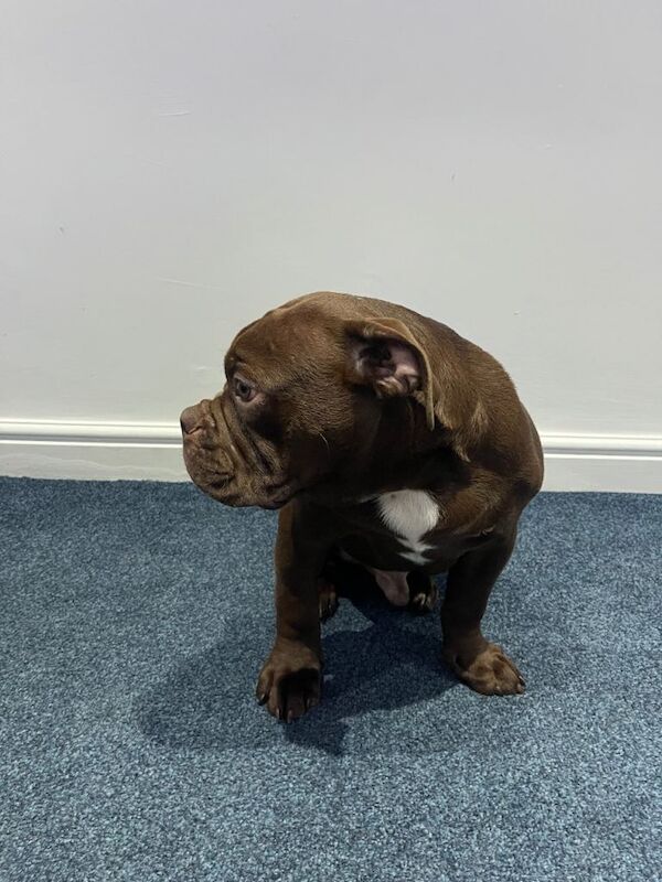 English Bulldog puppies for sale in Warrington, Cheshire – 6 months old - Image 2 of 3