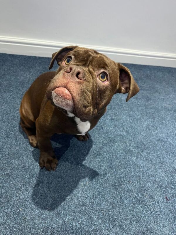 English Bulldog puppies for sale in Warrington, Cheshire – 6 months old - Image 3 of 3