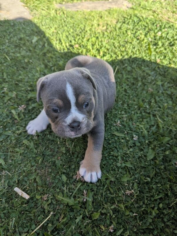 English Bulldog puppies for sale in Huddersfield, West Yorkshire – 5 weeks old