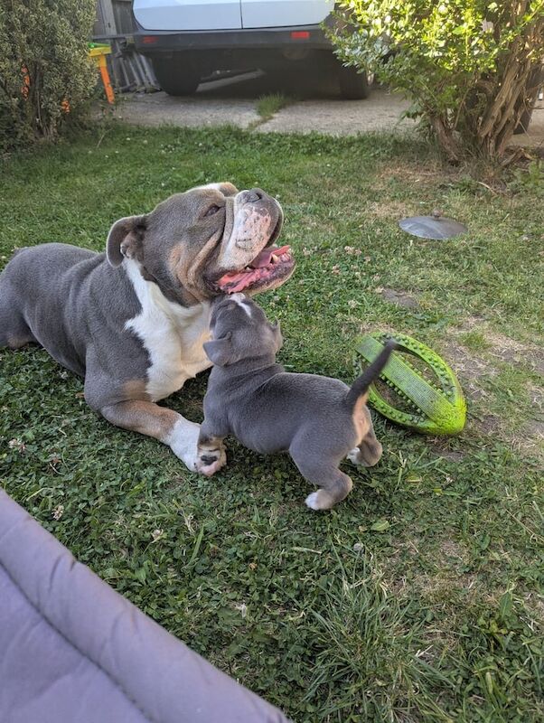 English Bulldog puppies for sale in Huddersfield, West Yorkshire – 5 weeks old - Image 2 of 3