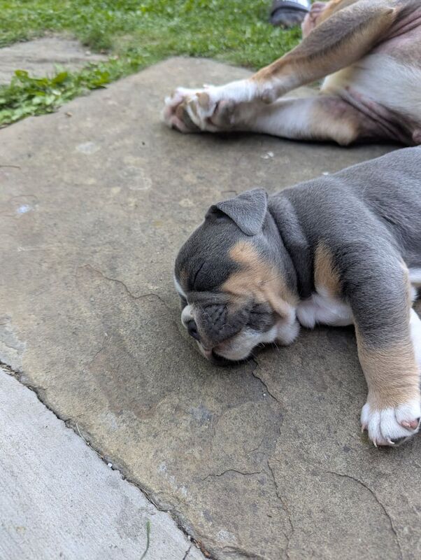English Bulldog puppies for sale in Huddersfield, West Yorkshire – 5 weeks old - Image 3 of 3