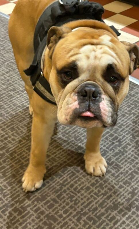 English Bulldog puppies for sale in Bingley, West Yorkshire – 6 weeks old - Image 2 of 6