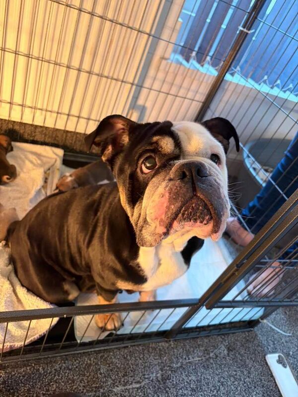 English Bulldog puppies for sale in Bingley, West Yorkshire – 6 weeks old - Image 3 of 6