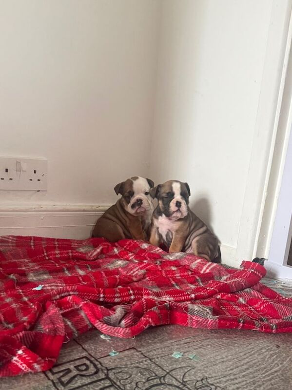 English Bulldog puppies for sale in Bingley, West Yorkshire – 6 weeks old - Image 4 of 6