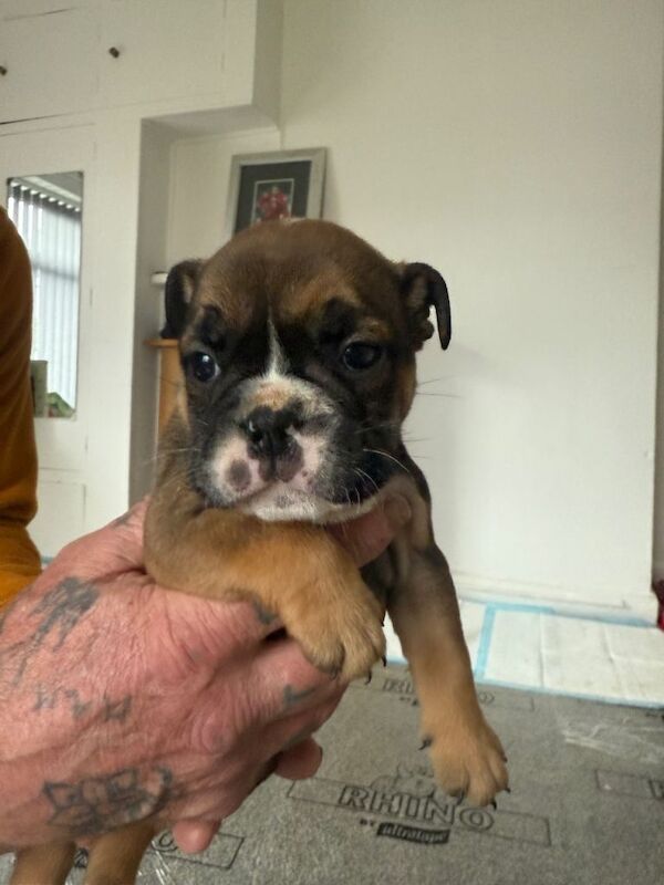 English Bulldog puppies for sale in Bingley, West Yorkshire – 6 weeks old - Image 5 of 6