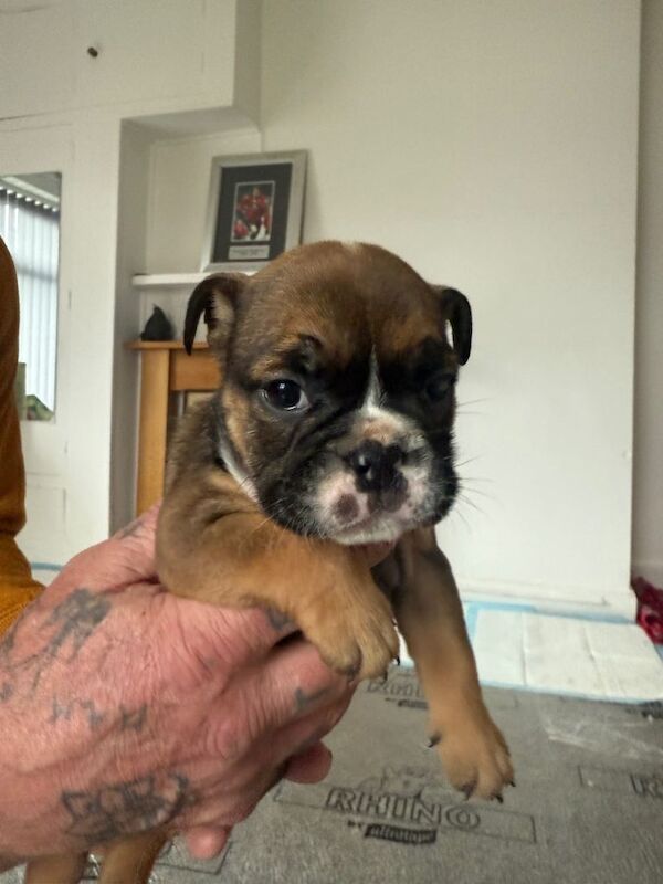 English Bulldog puppies for sale in Bingley, West Yorkshire – 6 weeks old - Image 6 of 6