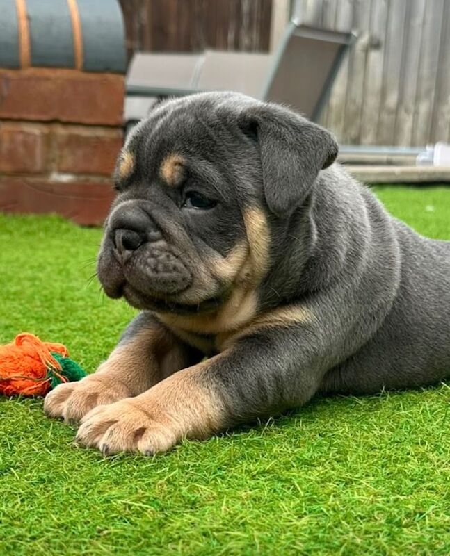 New England Bulldog and Pomeranian available now