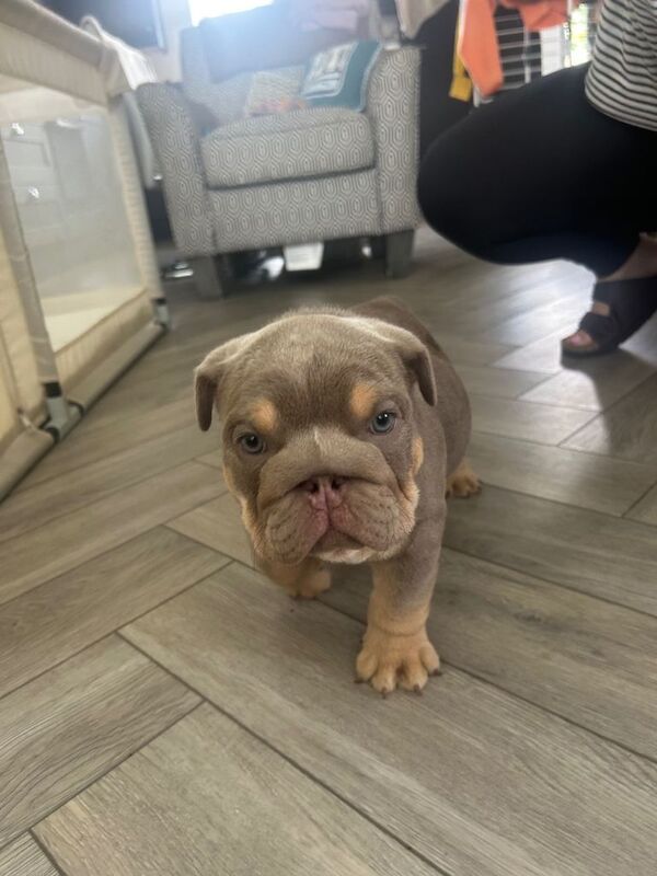 Kennel Club Registered English Bulldog Puppies For Sale