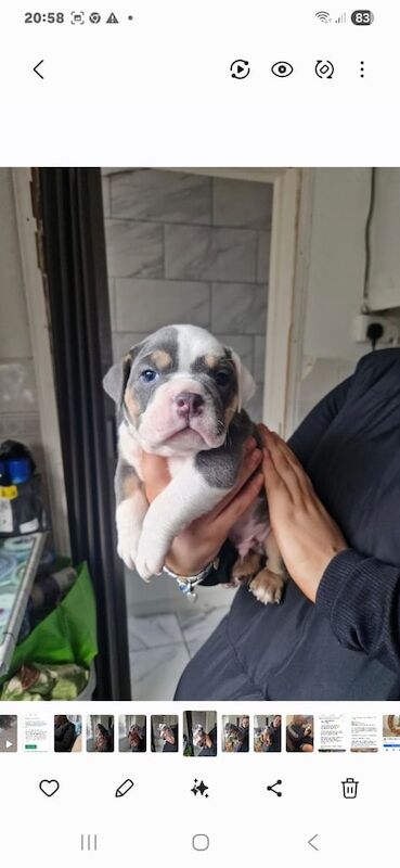 English Bulldog puppies for sale in Abergavenny / Y Fenni, Gwent – 8 weeks old