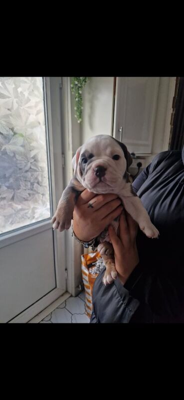 English Bulldog puppies for sale in Abergavenny / Y Fenni, Gwent – 8 weeks old - Image 2 of 2
