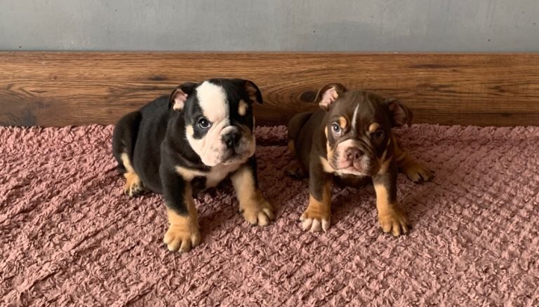 Next-level british bulldogs – royal bloodlines & unreal looks