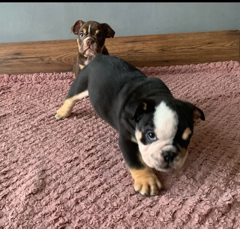 Next-level british bulldogs – royal bloodlines & unreal looks - Image 2 of 6