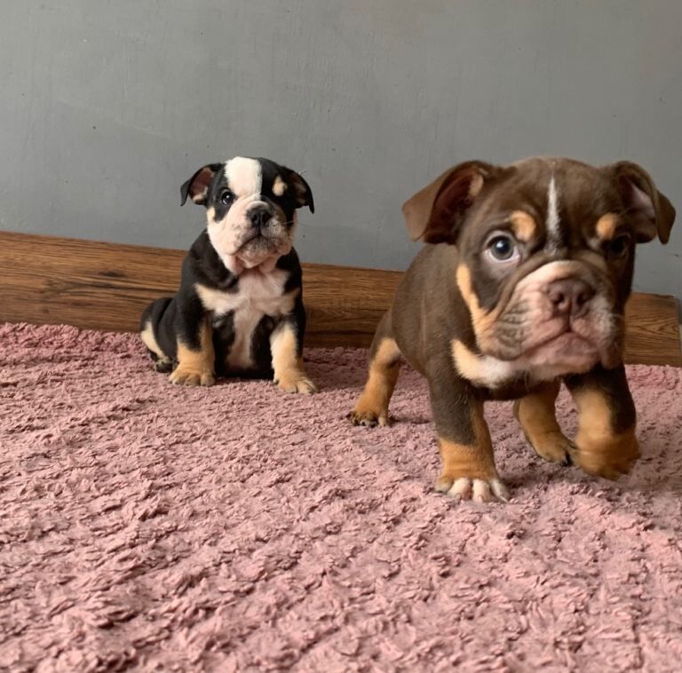 Next-level british bulldogs – royal bloodlines & unreal looks - Image 3 of 6