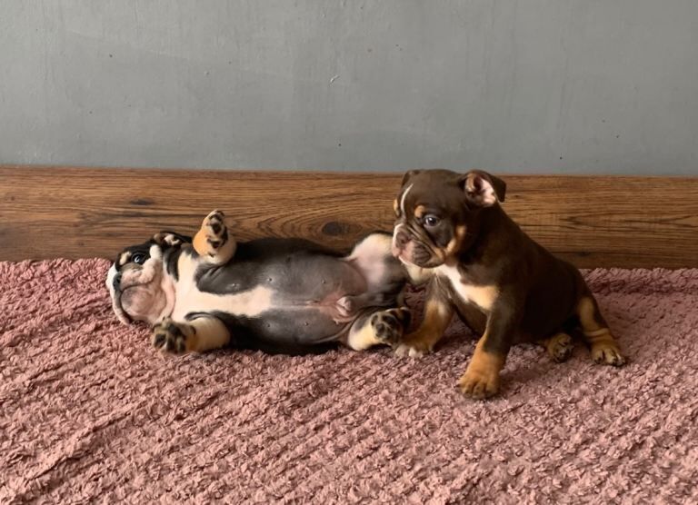 Next-level british bulldogs – royal bloodlines & unreal looks - Image 4 of 6