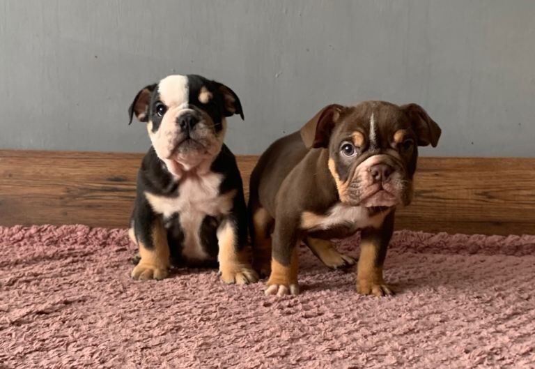 Next-level british bulldogs – royal bloodlines & unreal looks - Image 5 of 6