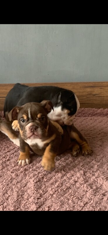 Next-level british bulldogs – royal bloodlines & unreal looks - Image 6 of 6
