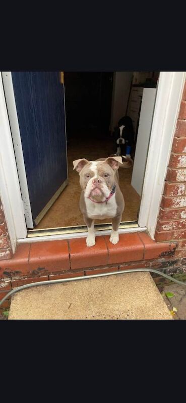 English Bulldog Puppies For Sale Under £1,000