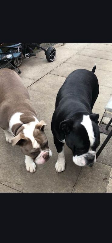 English Bulldog puppies for sale in Radcliffe, Manchester – 1 year old - Image 3 of 4