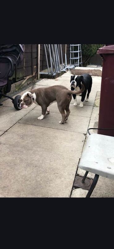 English Bulldog puppies for sale in Radcliffe, Manchester – 1 year old - Image 4 of 4