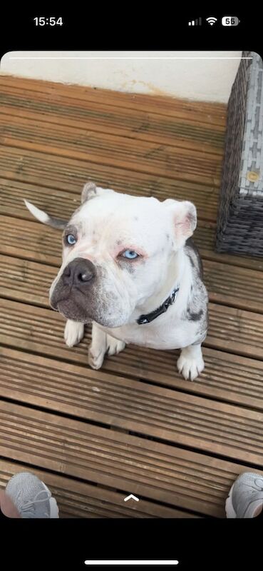 English Bulldog puppies for sale in Methley, West Yorkshire – 1 year old