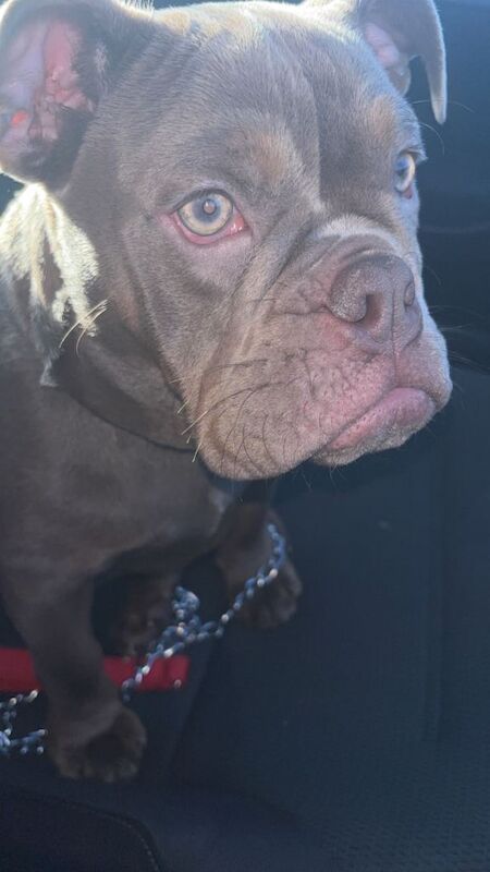 English Bulldog Puppies For Sale Under £1,000