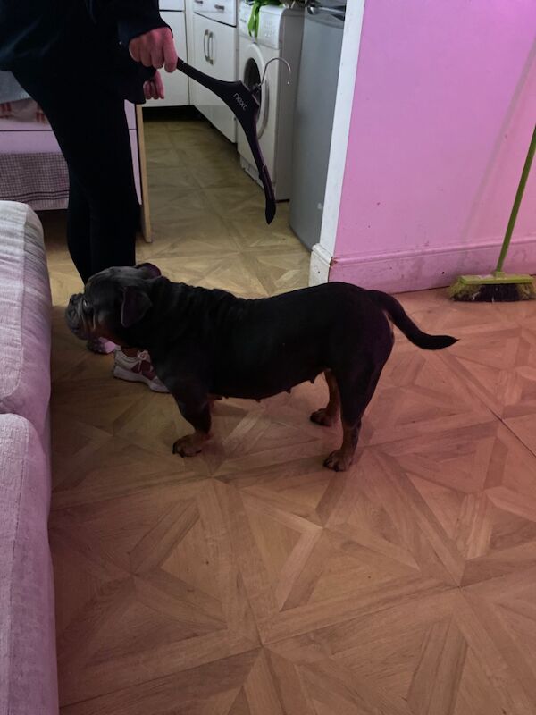 Old English bull dog new bull breeds for sale in Manchester, Greater Manchester | Image 2