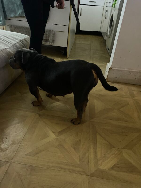 Old English bull dog new bull breeds for sale in Manchester, Greater Manchester | Image 3