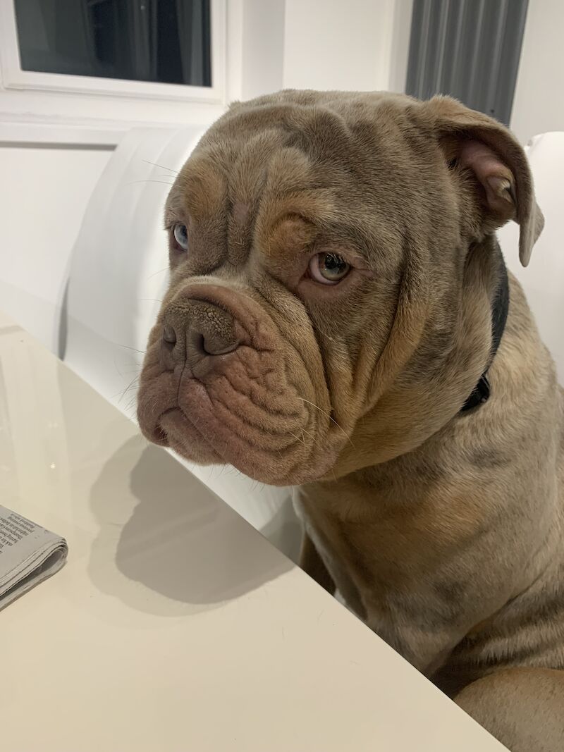 English Bulldog puppies for sale in Immingham, Lincolnshire – 2 years old