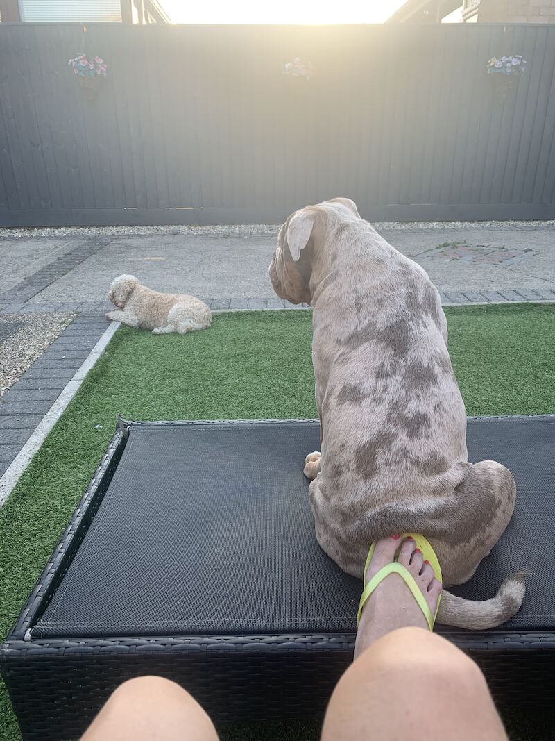 Old English bulldog for sale in Immingham, Lincolnshire | Image 2