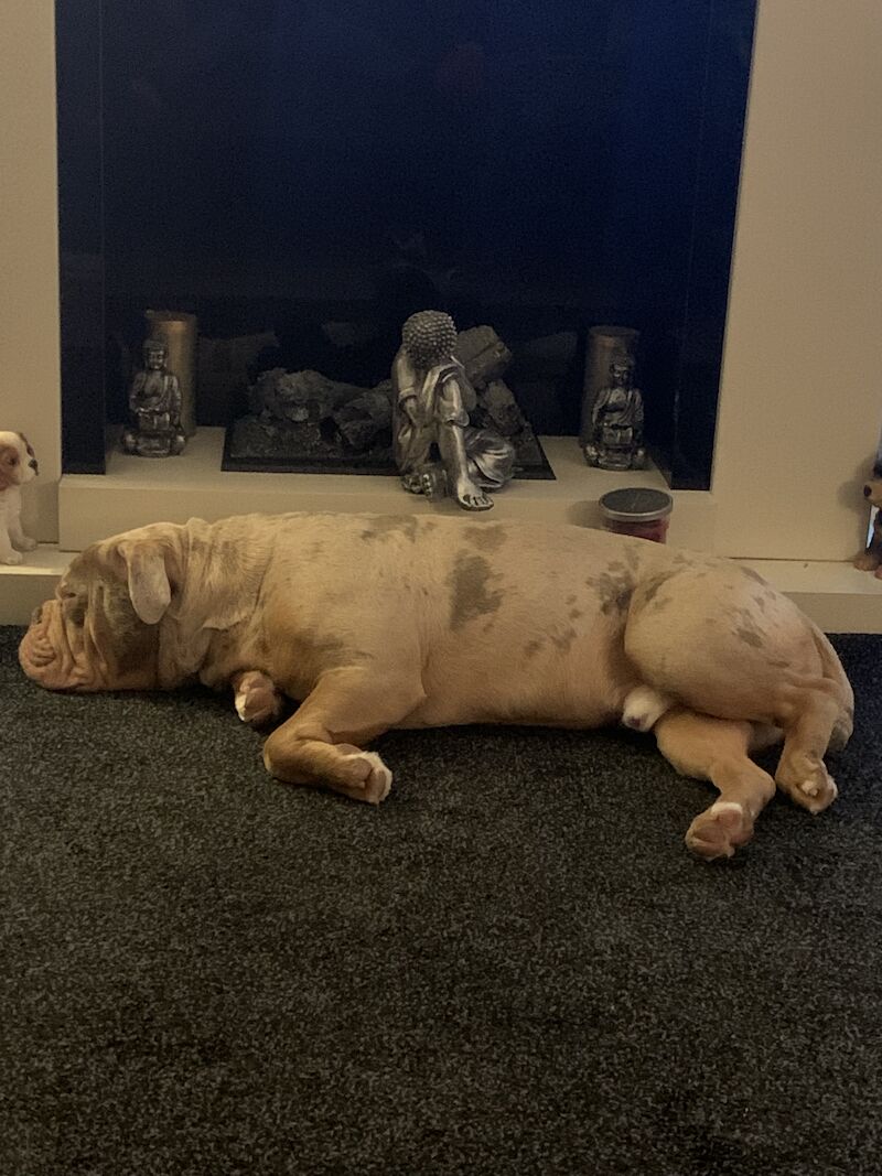 Old English bulldog for sale in Immingham, Lincolnshire | Image 3