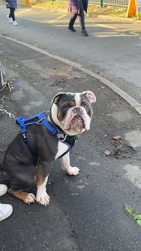 English Bulldog Dogs And Puppies For Adoption