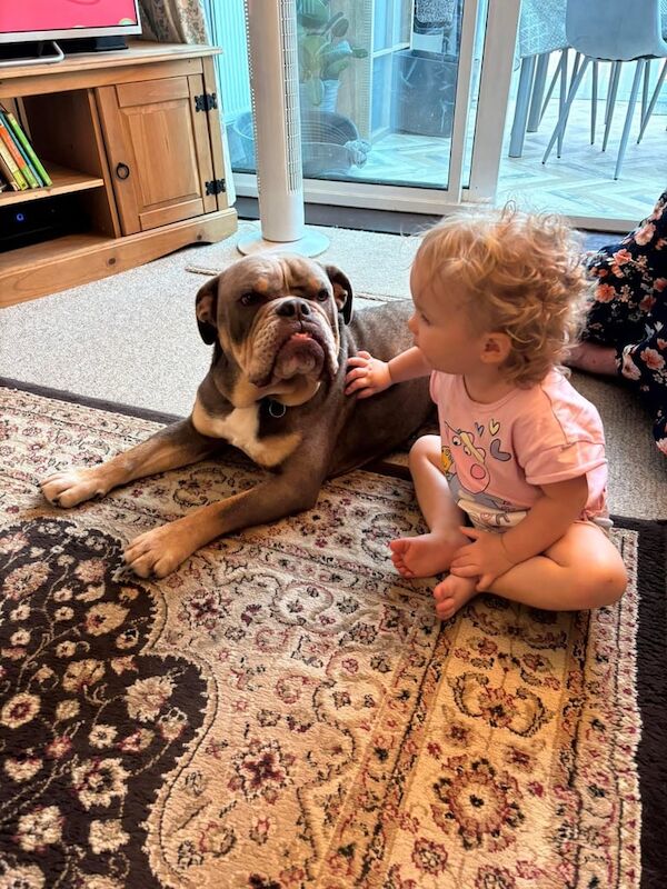 English Bulldog puppies for sale in Sittingbourne, Kent – 3 years old