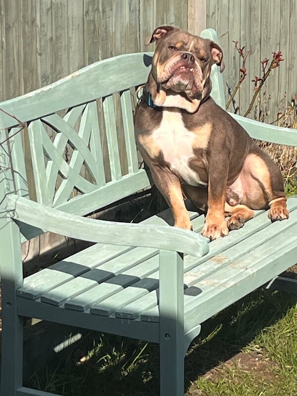 English Bulldog puppies for sale in Sittingbourne, Kent – 3 years old - Image 2 of 3