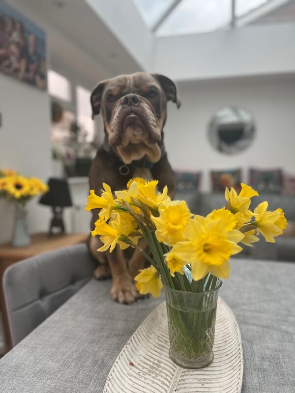 English Bulldog puppies for sale in Sittingbourne, Kent – 3 years old - Image 3 of 3