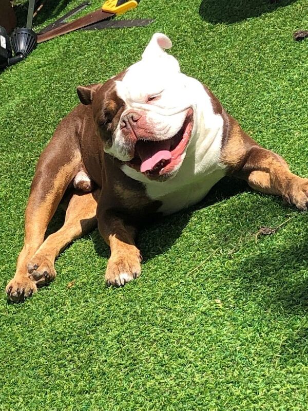 English Bulldog puppies for sale in Wendover, Buckinghamshire – 2 years old