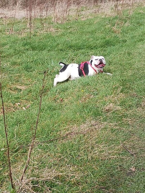 English Bulldog puppies for sale in Durham, Durham – 4 years old