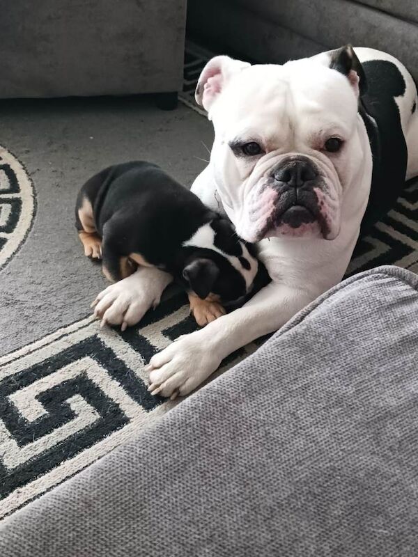 English Bulldog puppies for sale in Durham, Durham – 4 years old - Image 2 of 3