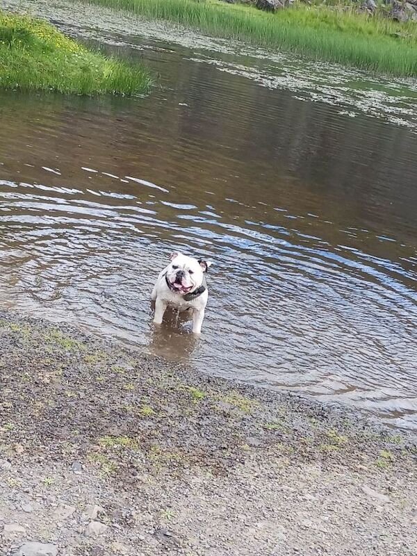 English Bulldog puppies for sale in Durham, Durham – 4 years old - Image 3 of 3