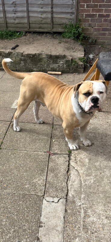 Old English bulldog - Image 2 of 6