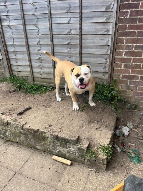 Old English bulldog - Image 3 of 6