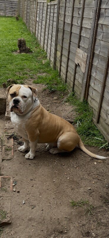 Old English bulldog - Image 4 of 6