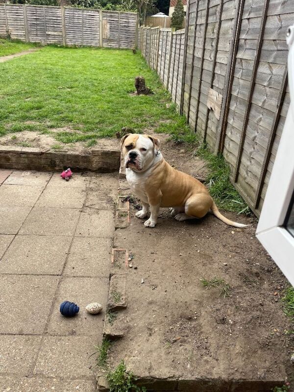 Old English bulldog - Image 5 of 6