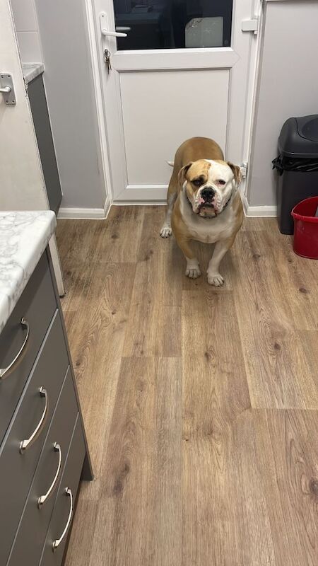 Old English bulldog - Image 6 of 6