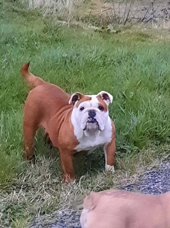 Old English bulldog