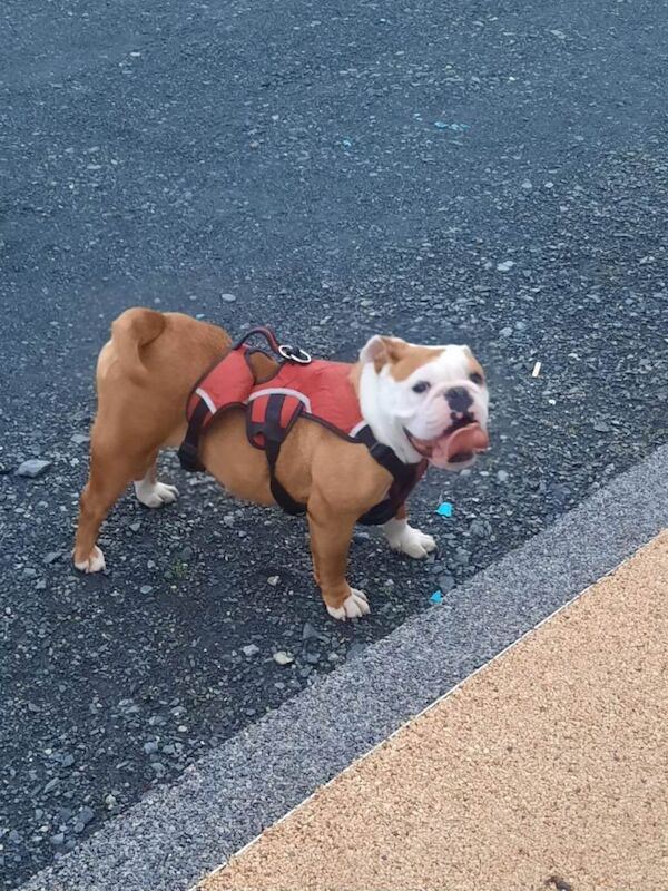 Old English bulldog - Image 2 of 3