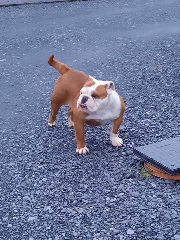 Old English bulldog - Image 3 of 3